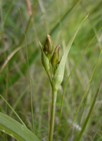 Colchicum striatum buds